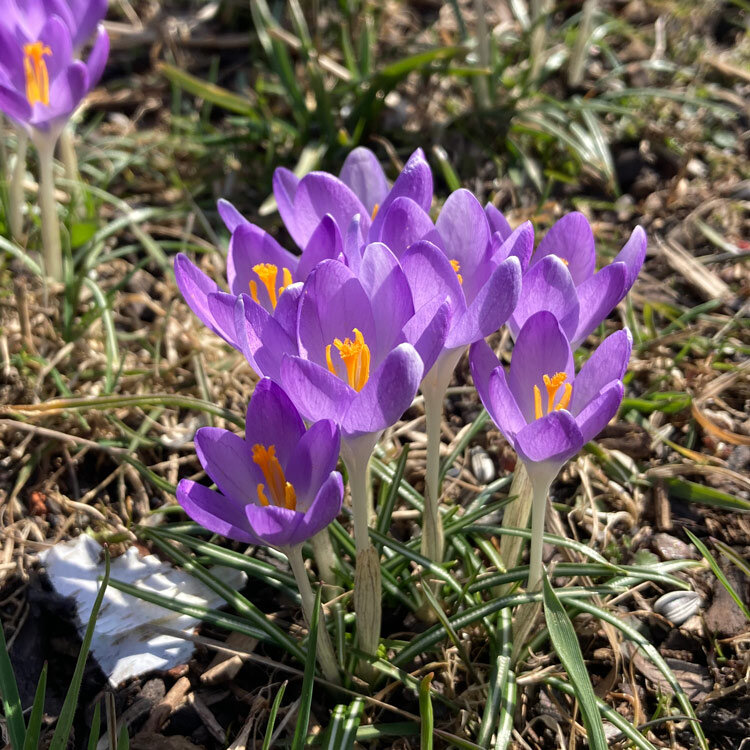 Purple crocuses with orange stigmas among grass in early spring