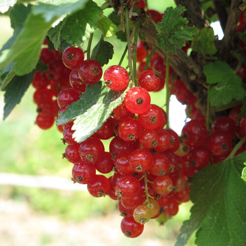 Ripe redcurrants hanging in bunches on the bush