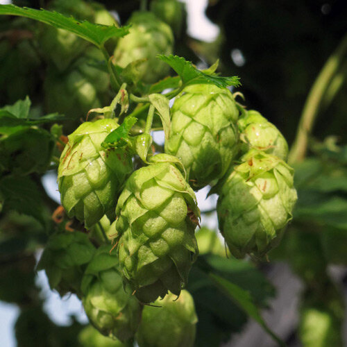 Green cones on hops (Humulus lupulus)