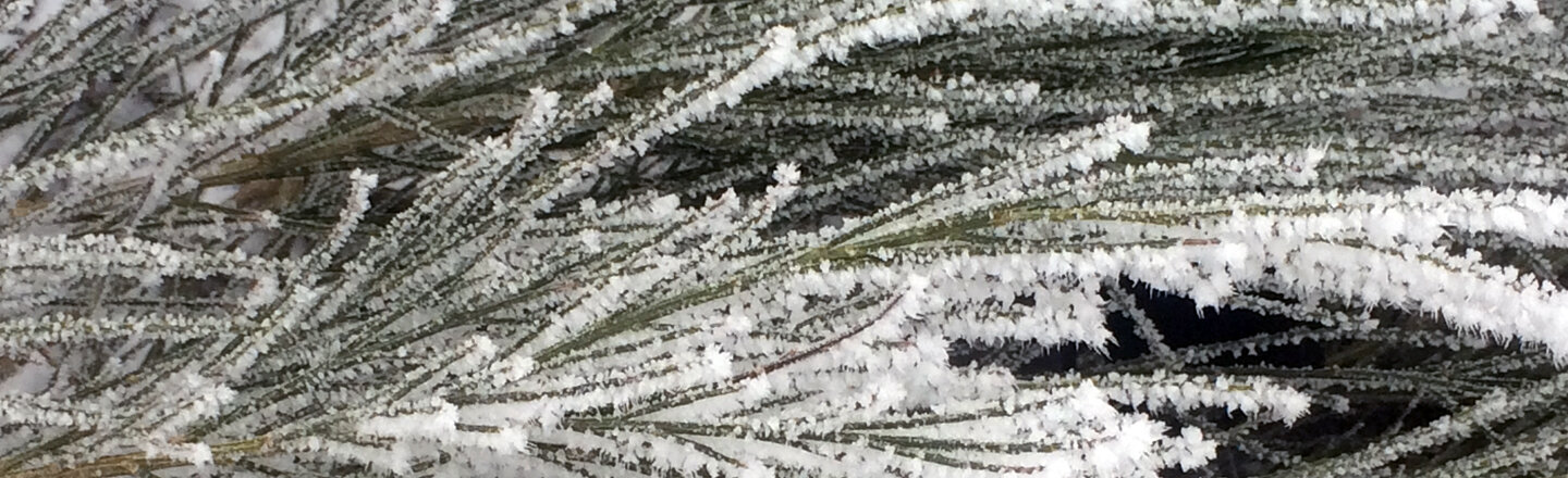 Conifer twigs coated in hoar frost after a frosty night