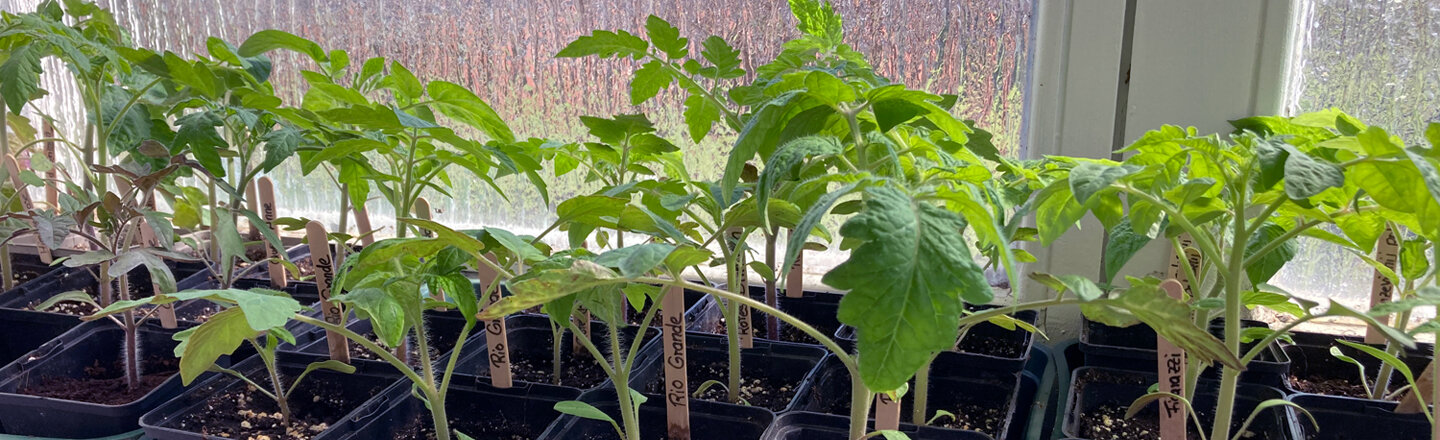 Young tomato plants in pots with plant labels on a windowsill