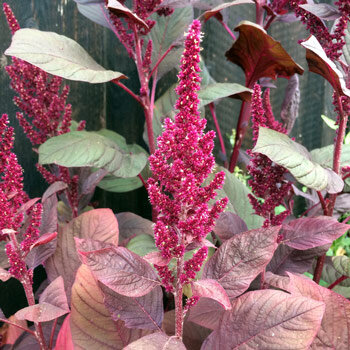 Amaranth with upright red flower plumes and reddish-brown leaves