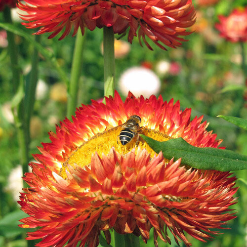 Strawflower with red and orange blooms, an insect resting on one flower