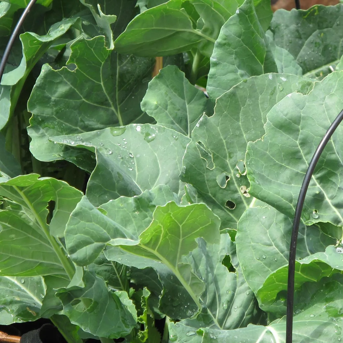 Brokkoli 'Calabrese' (Brassica oleracea) Samen