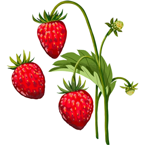 Strawberry seeds - grow your own red, white and wild strawberry varieties