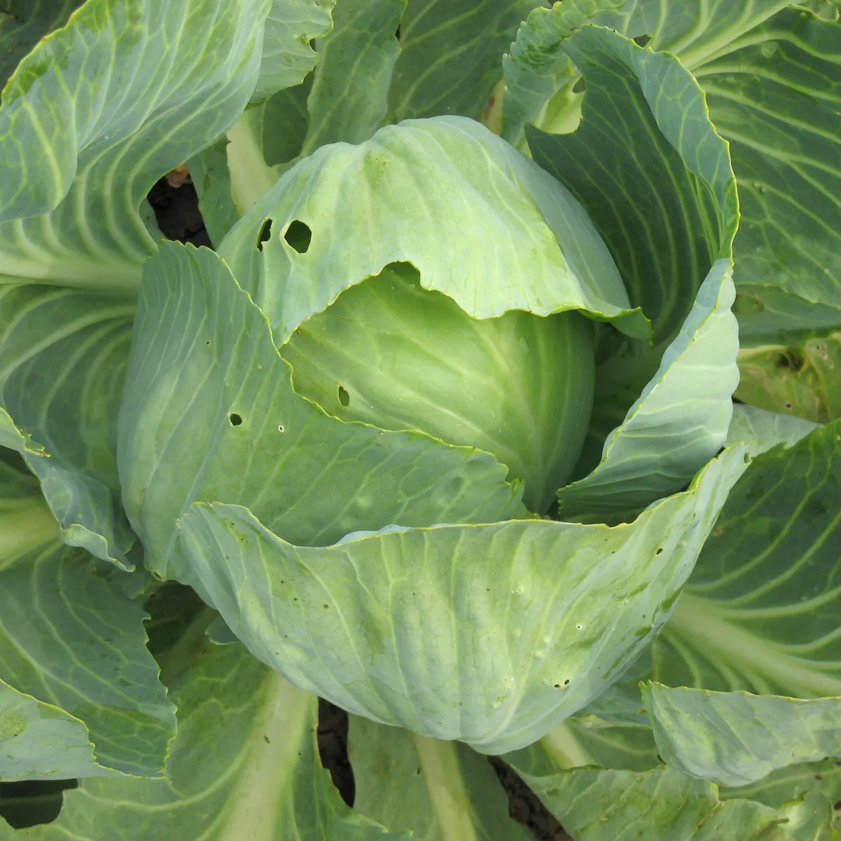 Weisskohl 'Wädenswiler‘ (Brassica oleracea) Bio Saatgut