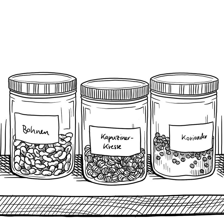 Drawing: seeds in labelled jars of beans, nasturtium and coriander on a shelf