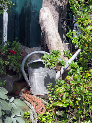 Watering can for watering the garden