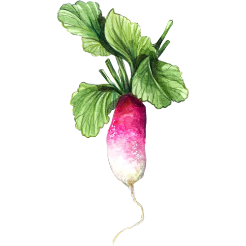 Radishes