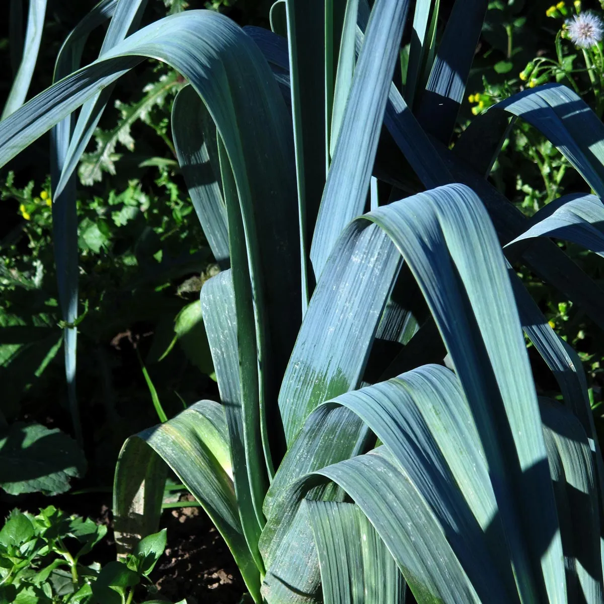 Porree 'Blaugrüner Winter' (Allium porrum) Bio Saatgut