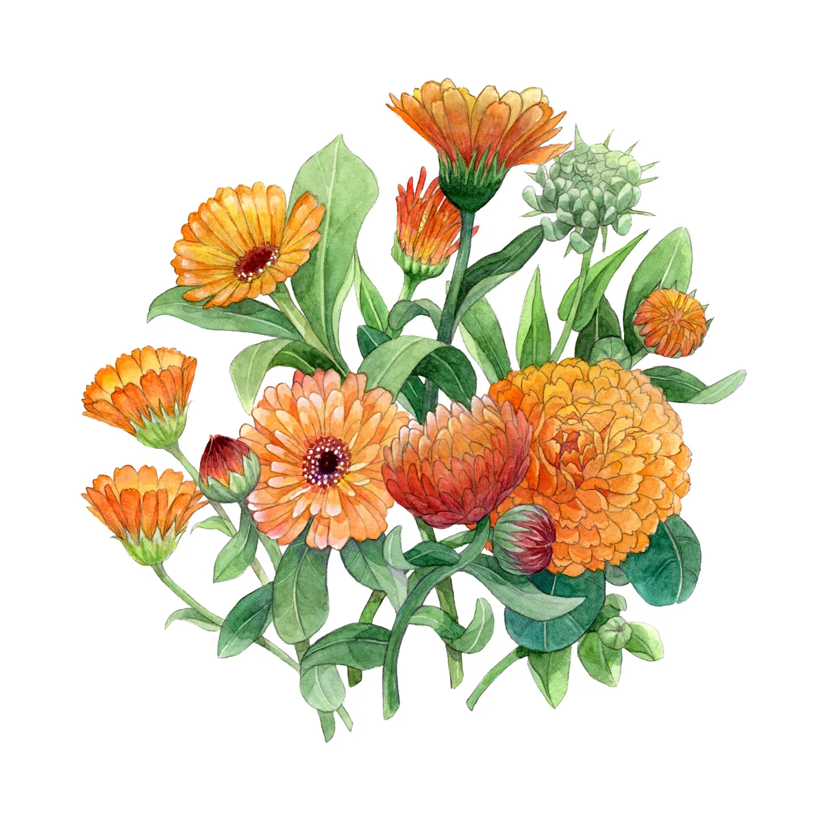Sommerblumen in Orange (diverse Ringelblumensorten) Saatgutmix