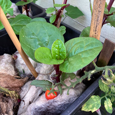 Planter mulched with sheep’s wool around young plants, a ripe cherry tomato in front