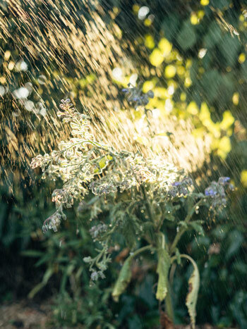 Flowering plant being watered with a fine spray in backlight