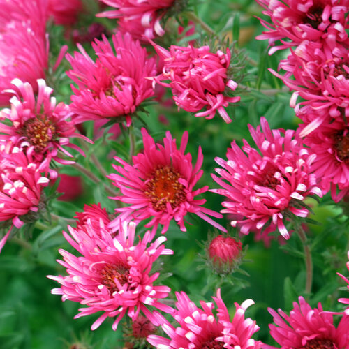 Autumn asters (Aster) flowering in bright pink