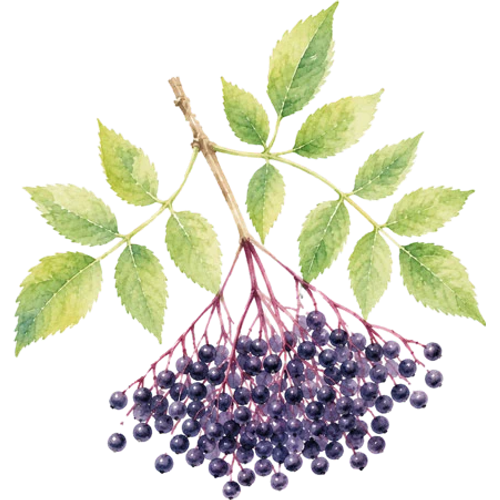 Fruit plants
