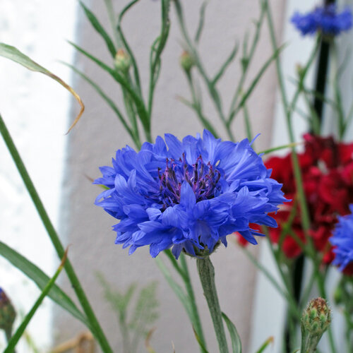 Bright blue flower of cornflower (Centaurea cyanus)