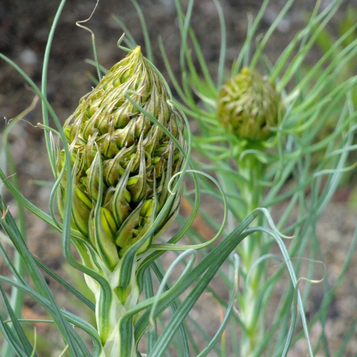 Junkerlilie 'Yellow' (Asphodeline lutea) Samen