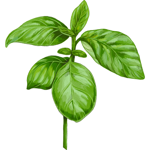 Basil