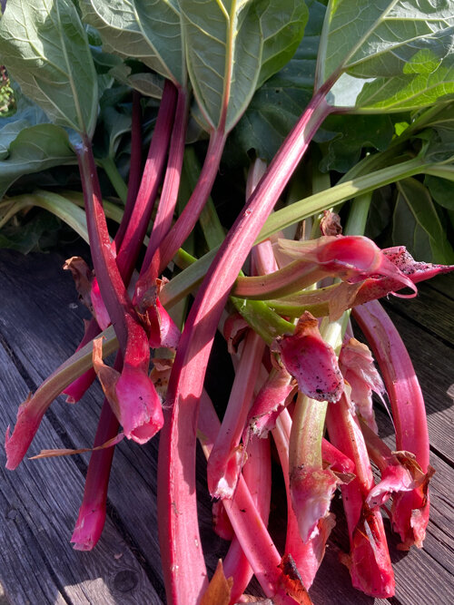 Freshly harvested red rhubarb stalks with leaf bases