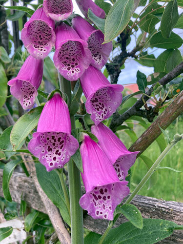 Foxglove (Digitalis purpurea) with purplish pink bell flowers spotted inside