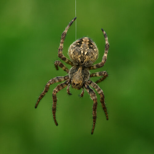 Spider with a brown patterned body hanging from a silk thread
