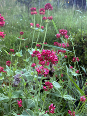 Red Valerian (Centranthus ruber) seeds