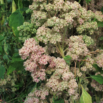 Quinoa (Chenopodium quinoa) with pink and green seed heads