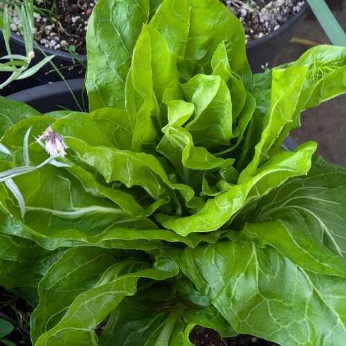 Young leaf chicory (Cichorium intybus) with pale green, upright leaves