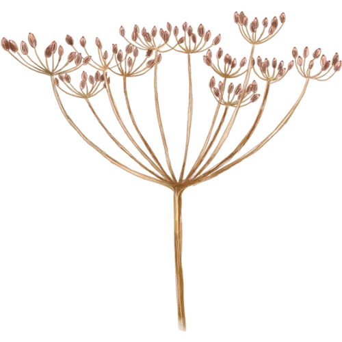 Caraway & More
