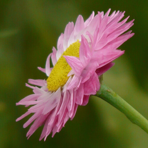 Rose everlasting (Helipterum roseum) with a pink flower and yellow centre