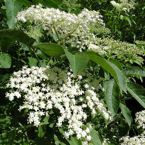 Elder in flower with large white flower heads in early summer