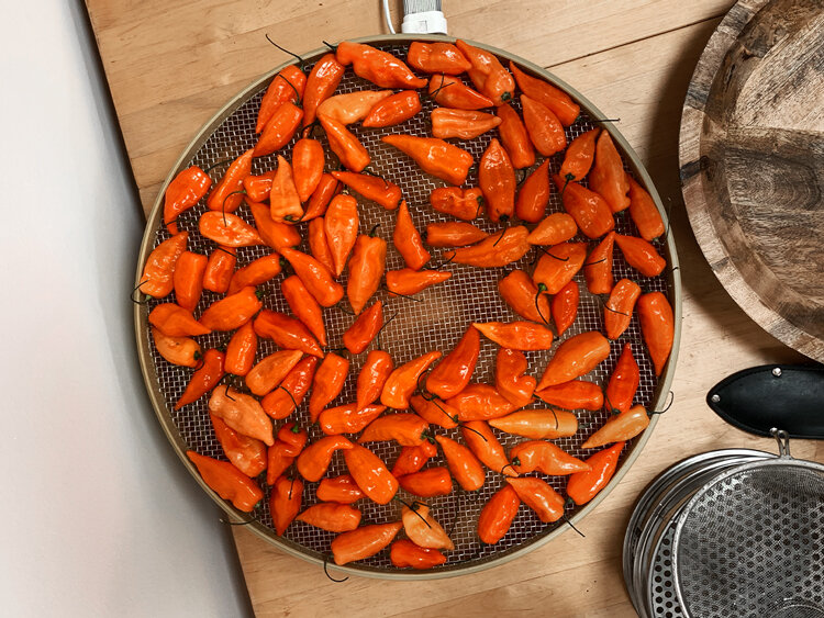 Harvested orange chillies laid out to dry on a round mesh rack