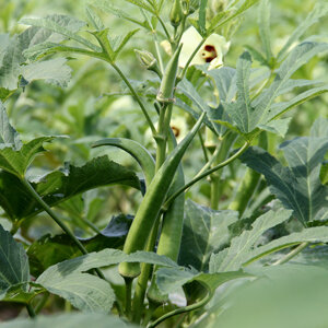 Okra plant with green pods and a pale yellow flower