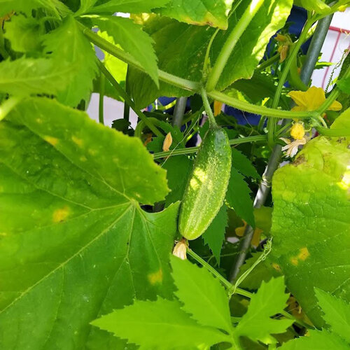 Pickling Cucumber 'Vorgebirgstrauben' (Cucumis sativus), young fruit on the plant