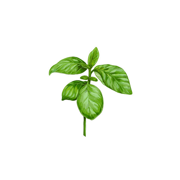 Illustration: sprig of basil with green leaves