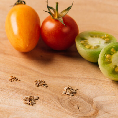 Different tomato varieties