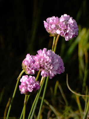Thrift (Armeria maritima) with pink flower heads
