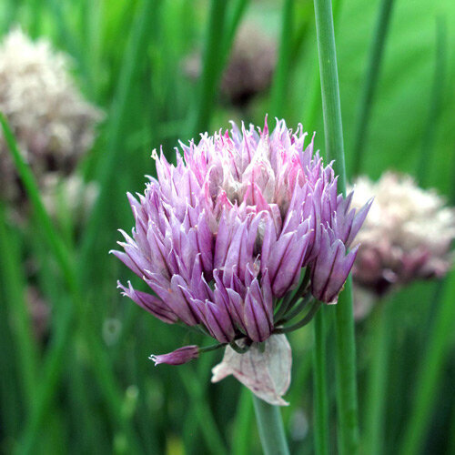Purple flower head on Chives 'Gonzales' (Allium schoenoprasum)