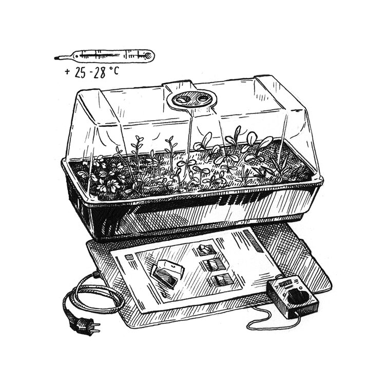 Drawing: indoor propagator with seedlings on a heated mat with thermostat, 25 to 28 °C