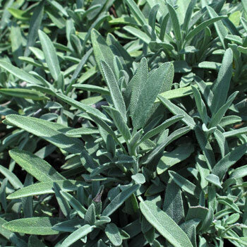 Grey-green leaves of sage (Salvia officinalis)