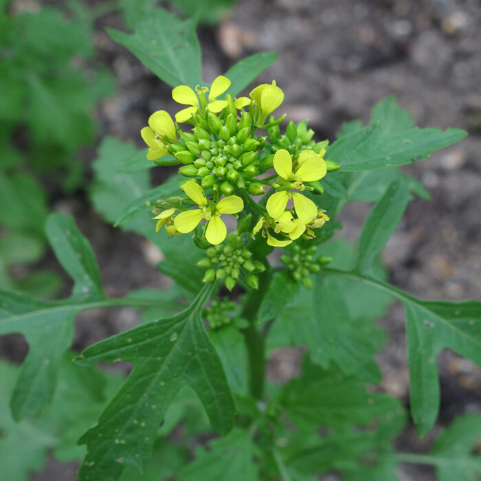 Yellow flowers and buds of white mustard (Sinapis alba)