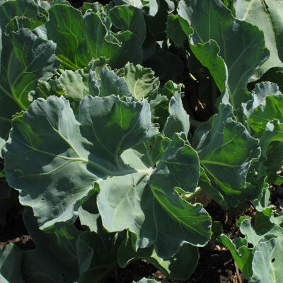Sea Kale (Crambe maritima) organic seeds