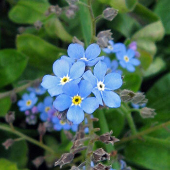 Woodland forget-me-not (Myosotis sylvatica) with light blue flowers and yellow eyes