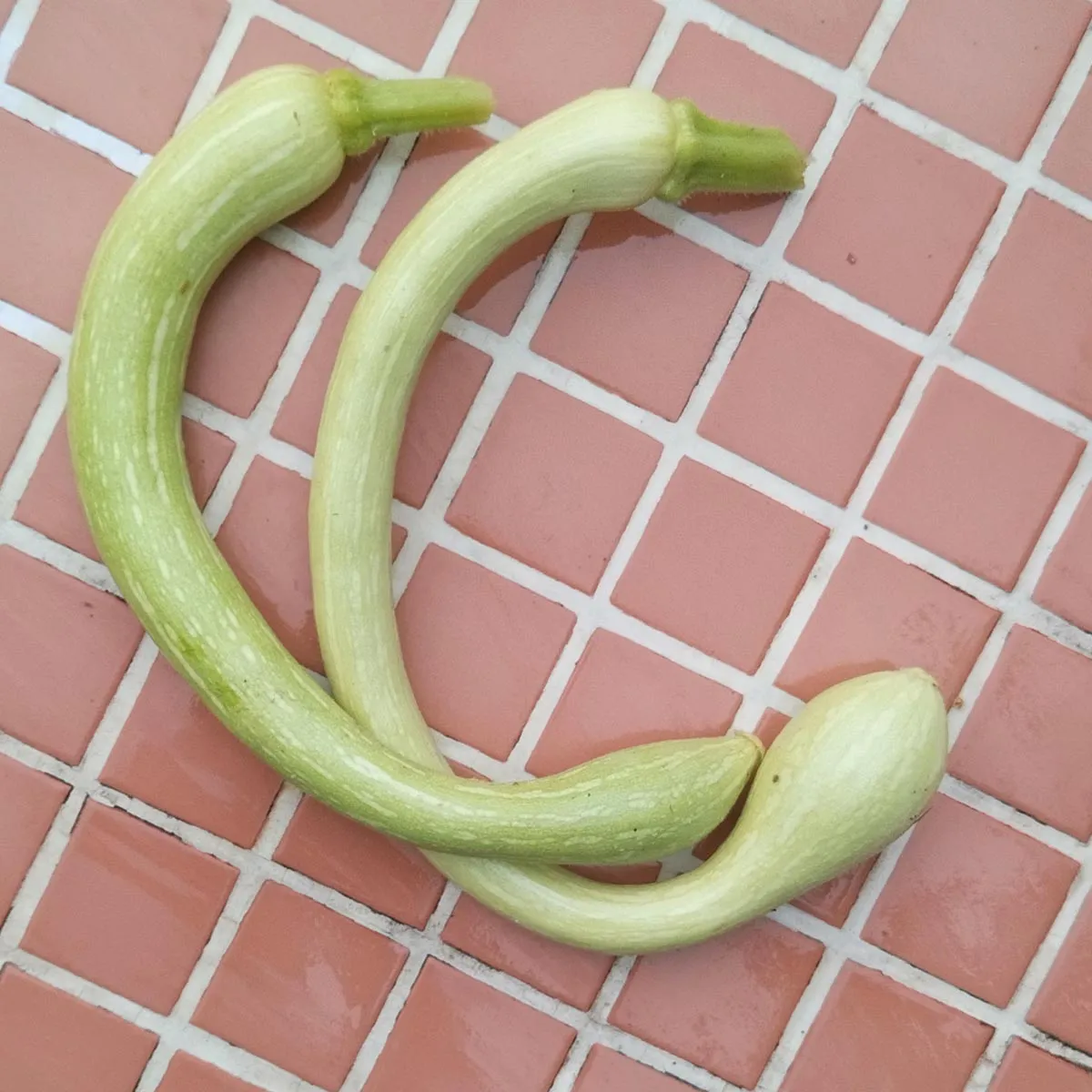 Zucchini 'Tromboncino d'Albenga' (Cucurbita moschata) Samen