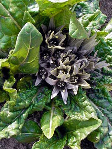 Mandrake (Mandragora officinarum) with pale violet flowers in its leaf rosette