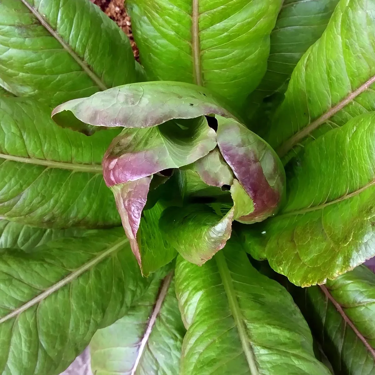 Romana-Salat 'Romaine Red Cos' (Lactuca sativa) Bio