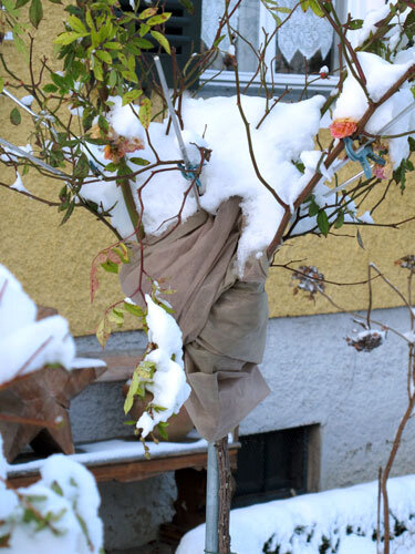Standard rose with fleece winter protection in the snow