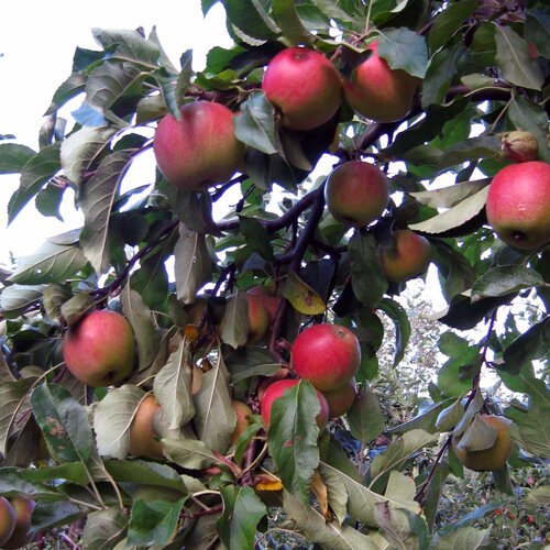 Ripe red apples on the tree in late summer