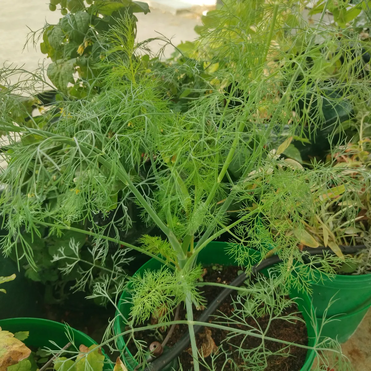 Dill 'Compact' (Anethum graveolens) Samen