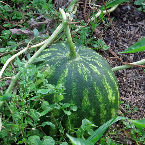 Striped watermelon ripening on the ground among the vines